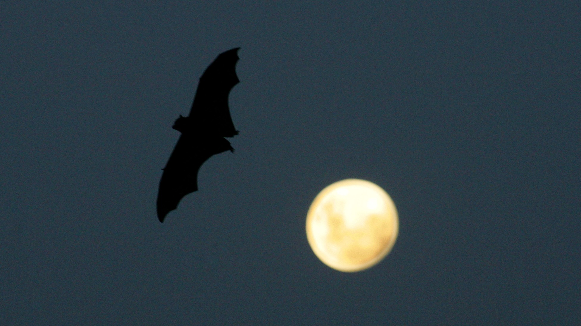 Study Wind Turbines Killed 600,000 Bats Last Year The Atlantic