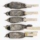 Ten bird specimens, five of which are a dull gray and five of which are a dull right