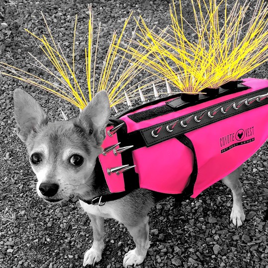 Meet the Dog With the Viral Spiky Coyote Vest - The Atlantic