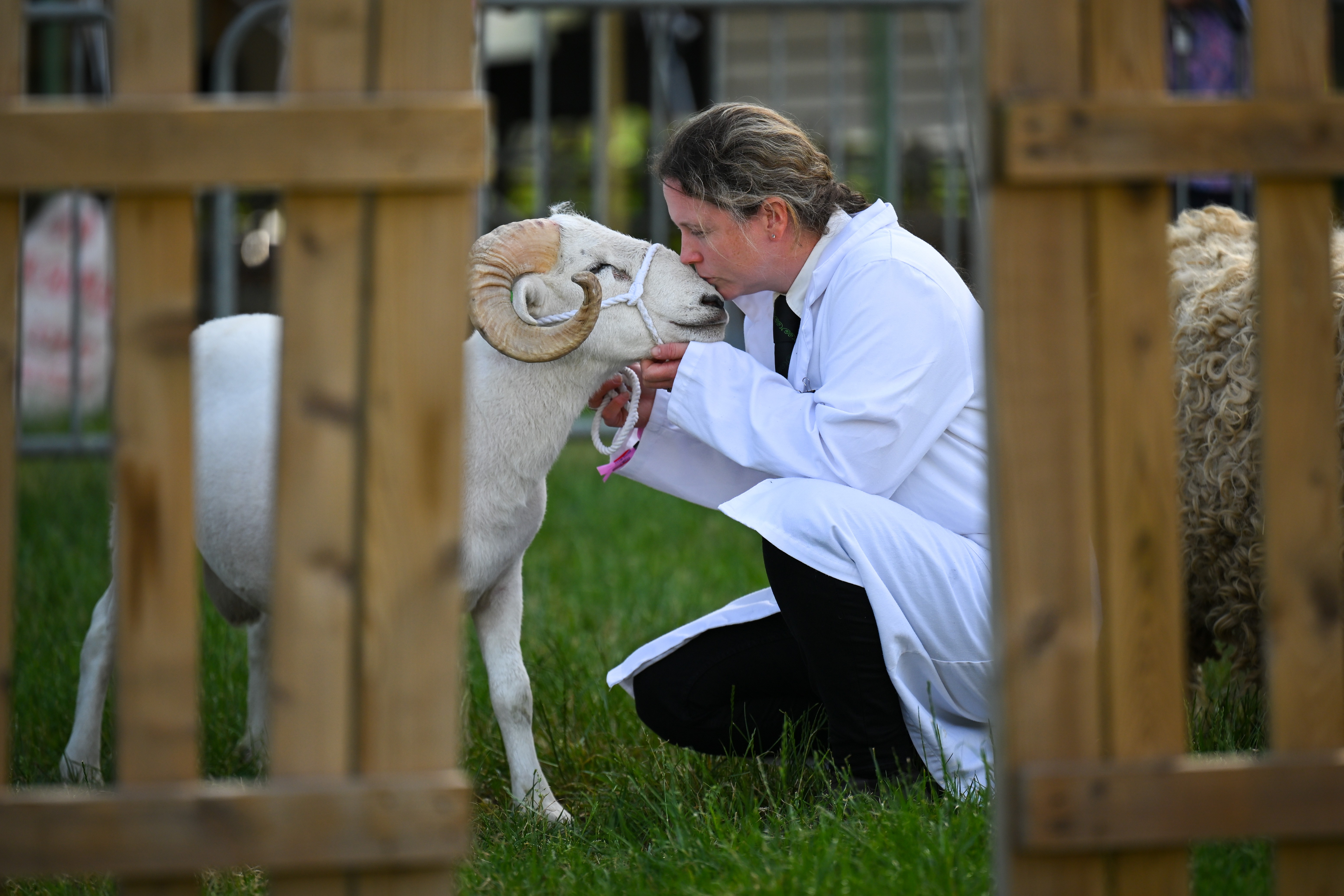 A person in a white coat kneels down and kisses a sheep.