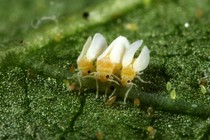 Three whiteflies sitting on a leaf.