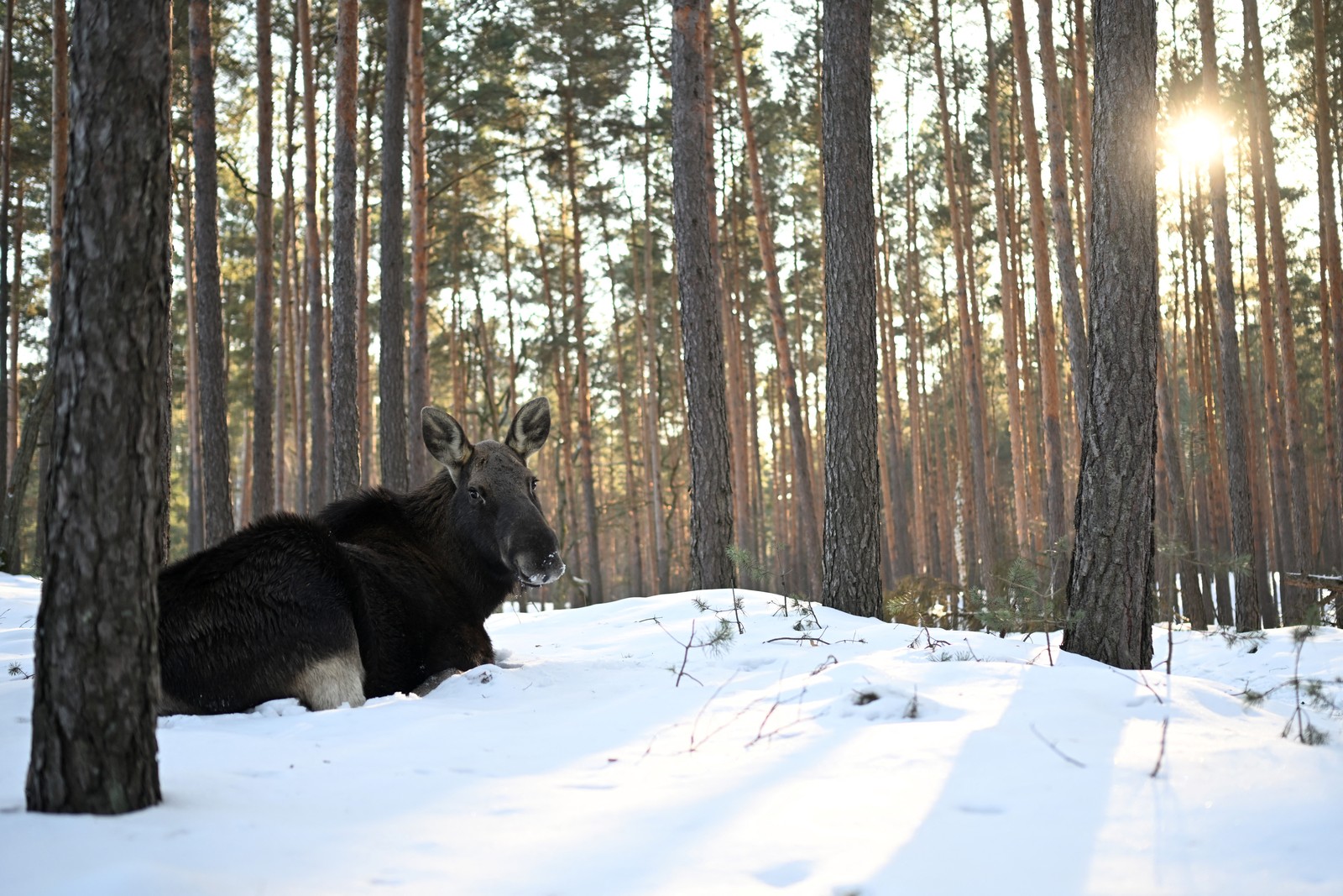 A moose lays in a snow-covered forest.