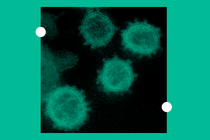 Viruses under a microscope