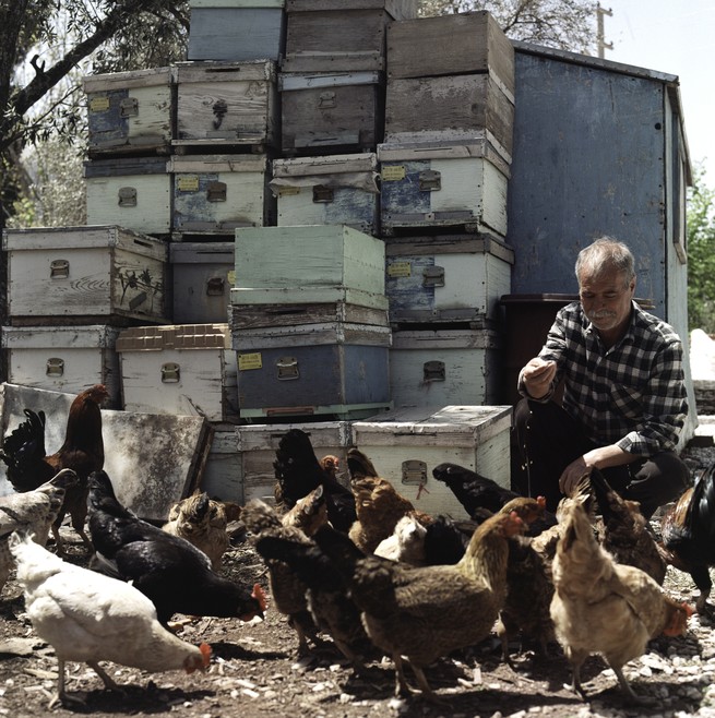 a pile of empty bee hive. boxes and a man feeding chickens