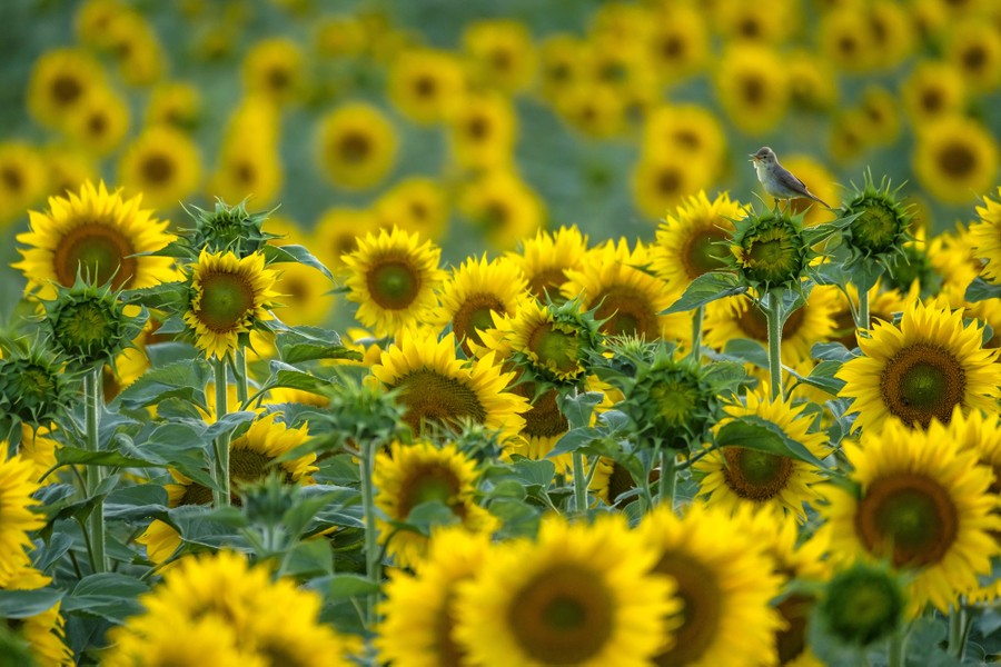 A small songbird rests atop a sunflower among hundreds of other sunflowers.
