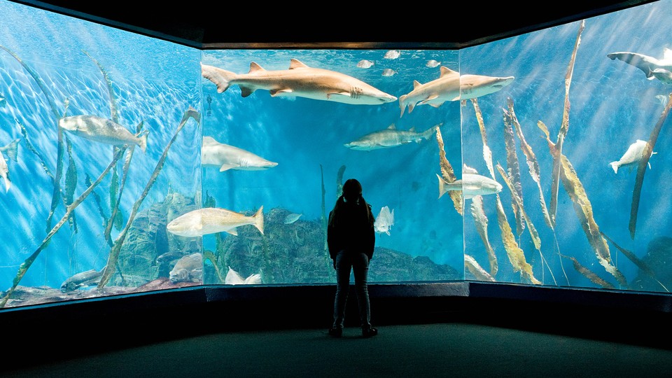 Photo of a girl looking into an aquarium tank