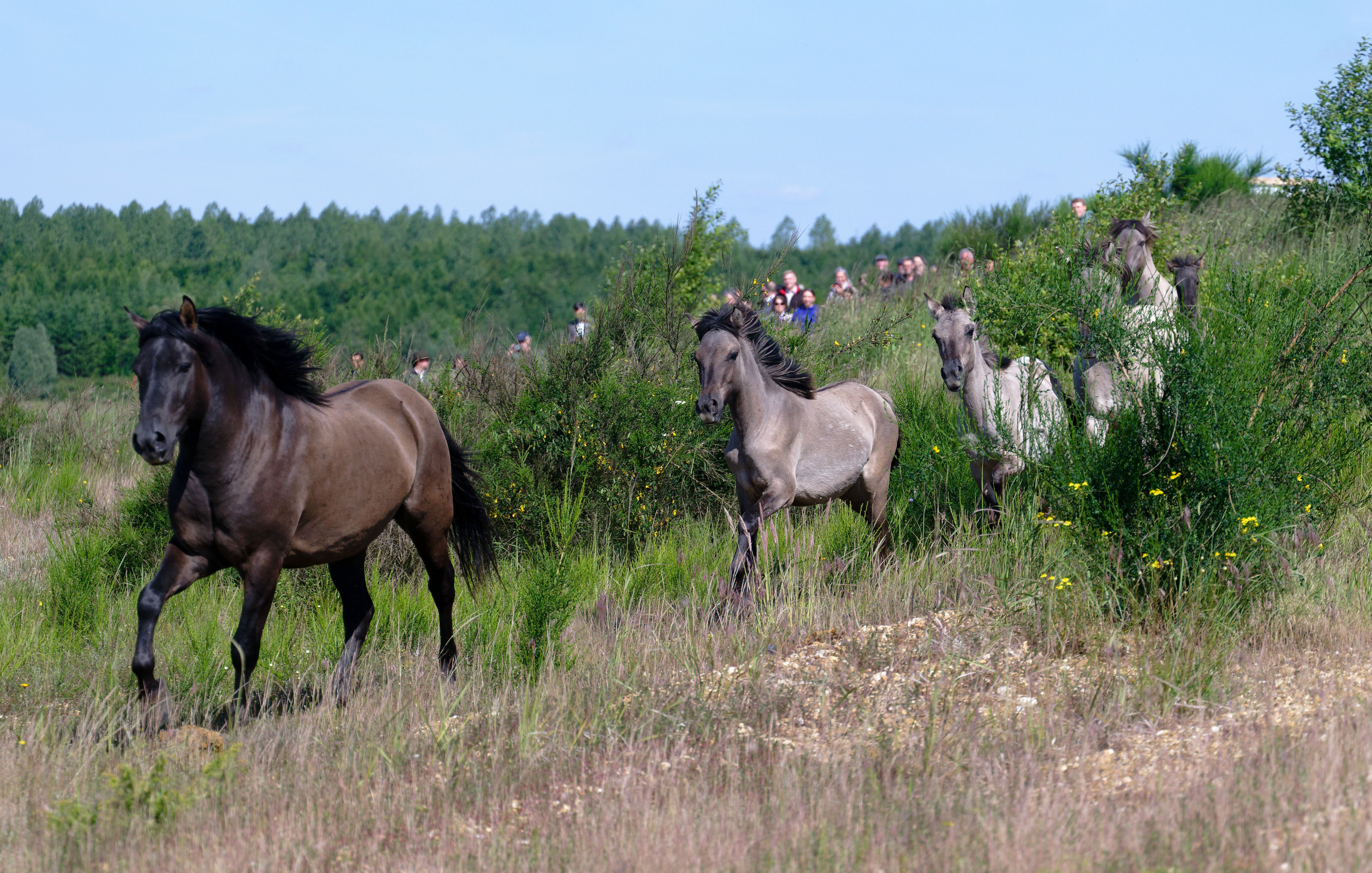 Several wild horses run through a field of brush after being released.
