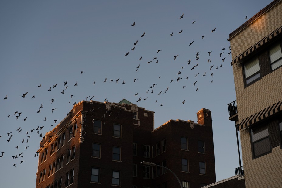 Birds fly past buildings in downtown Burlington.