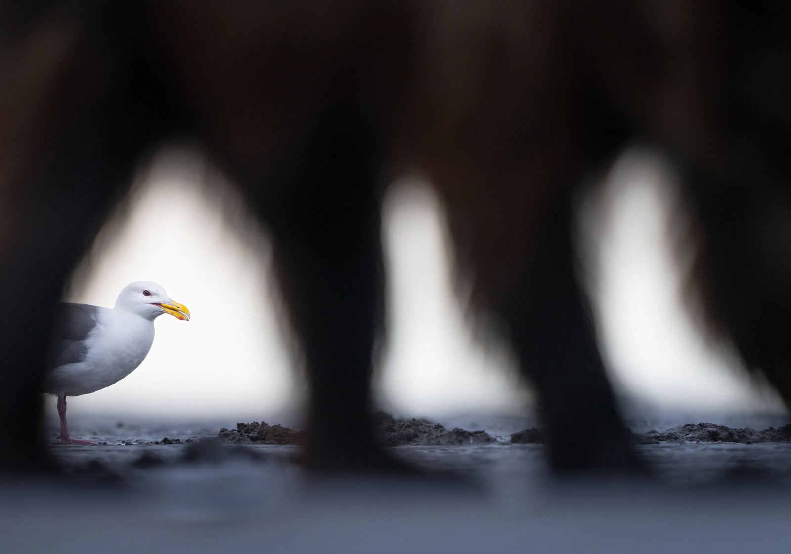 A gull peers through a gap between shaded bear legs. Four legs and a torso fill most of the frame, and the gull peeks through the leftmost gap as if looking through a doorframe.
