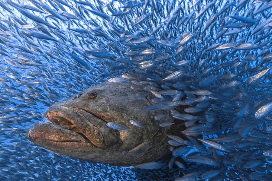 A large fish swims through a dense school of smaller fish.
