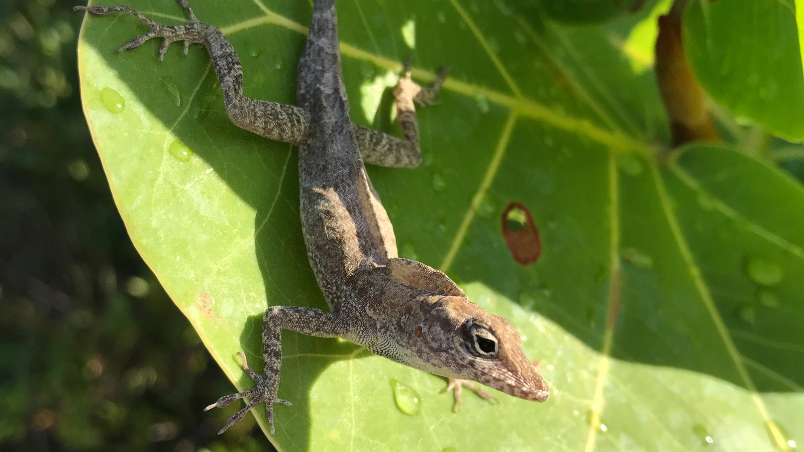 Lizard and Fishing Pole in Wildlife Photography