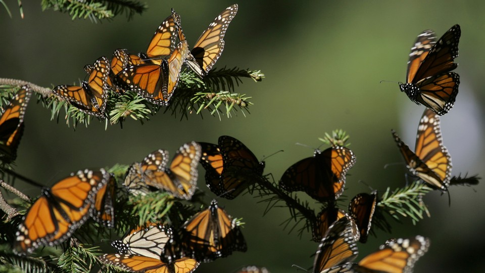 A group of monarch butterflies on a pine tree