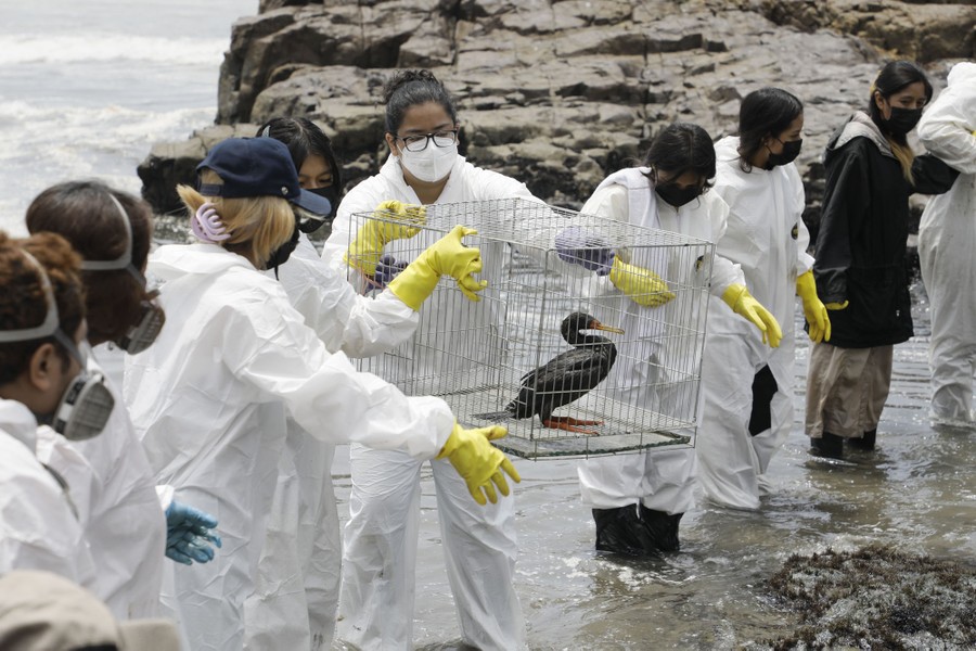 About a dozen cleanup workers stand in shallow water, carrying a cage with a single sea bird inside.
