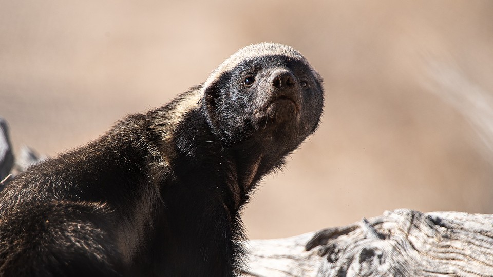 Steve Bannon Has Nothing on the Honey Badger - The Atlantic