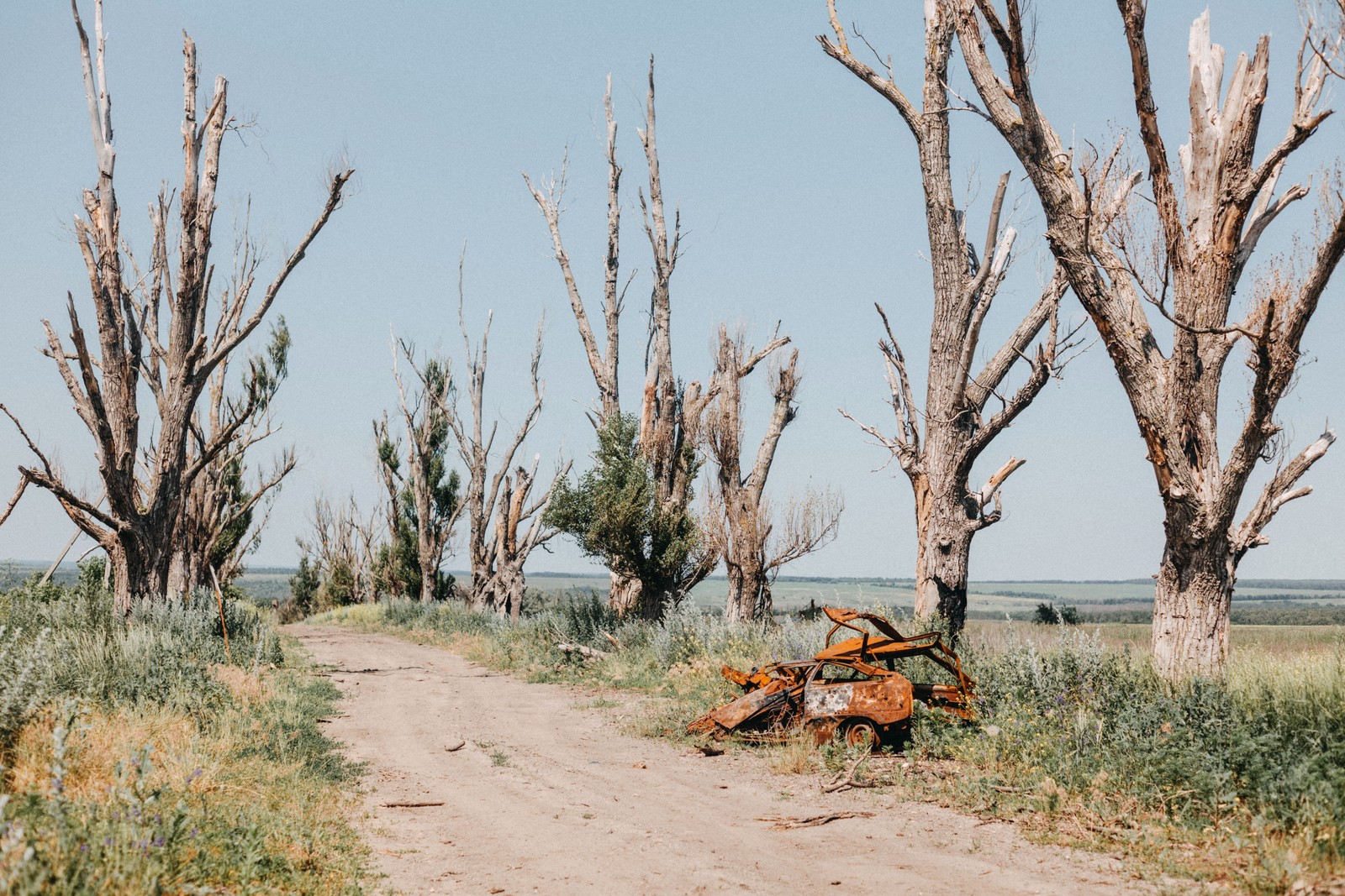 A rusted wreck of a vehicle sits beside a dirt road, passing through a stand of shattered trees.