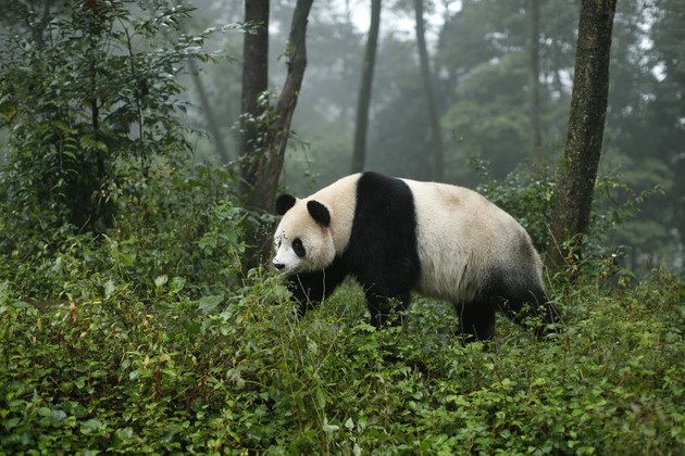 Pandas Bounce Back in Spite of Their Critics - The Atlantic