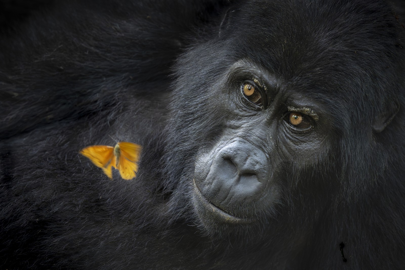 A gorilla watches serenely as a butterfly flaps in front of it.
