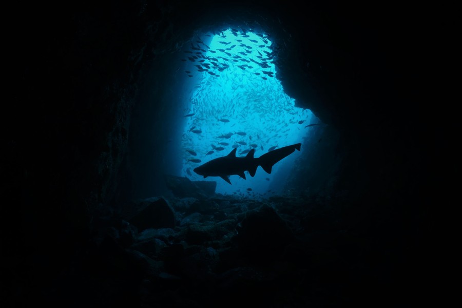 A shark swims among several schools of fish, seen in the opening of an underwater cavern.
