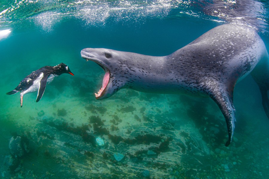 A leopard seal swims with its mouth open, toward a penguin, underwater.