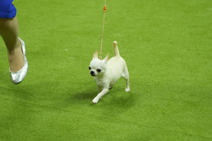 A tiny dog runs beside its handler.