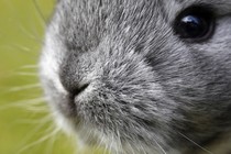 The face of a gray rabbit