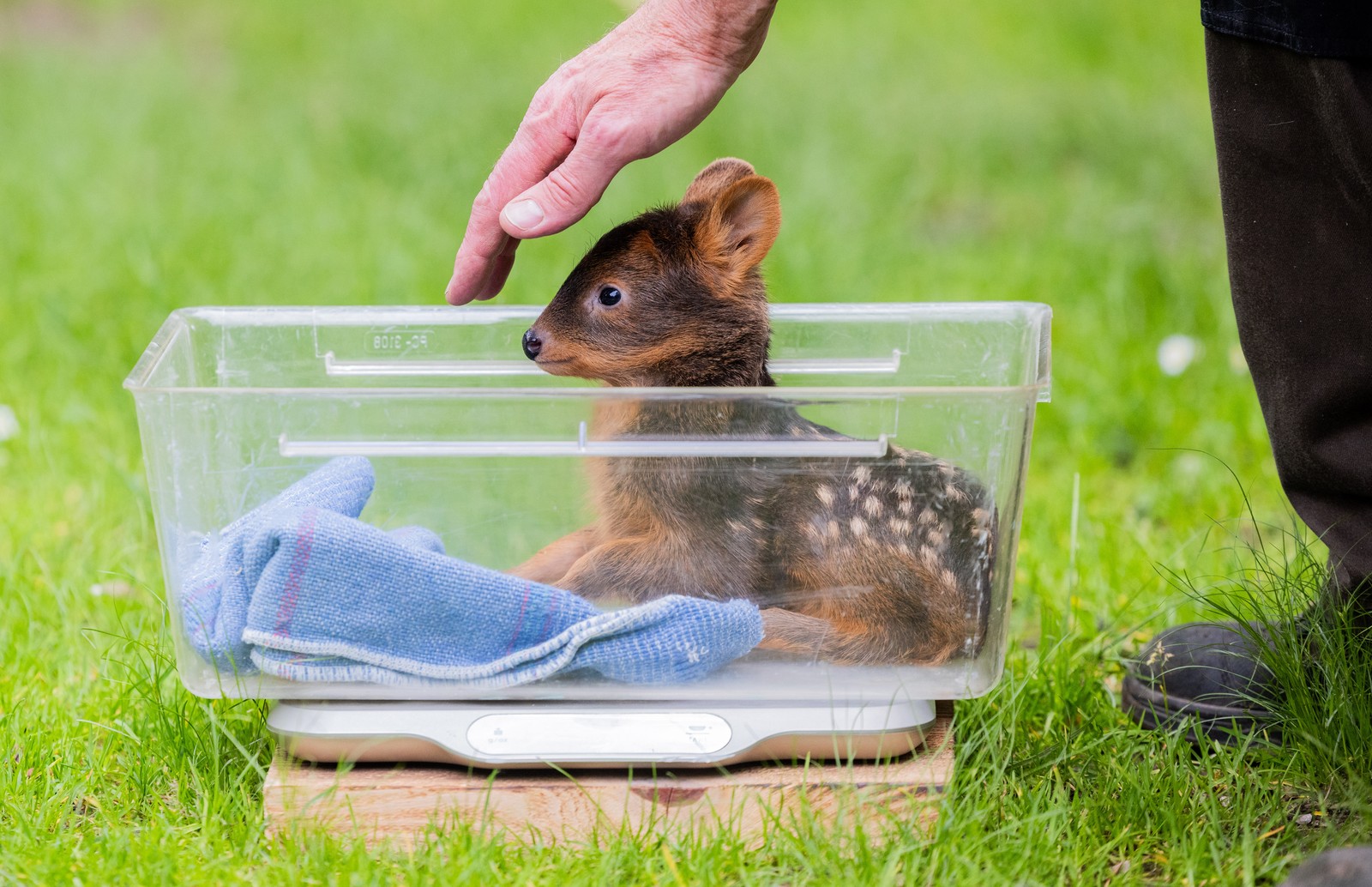 A very small baby deer sits in a plastic tub atop a scale.