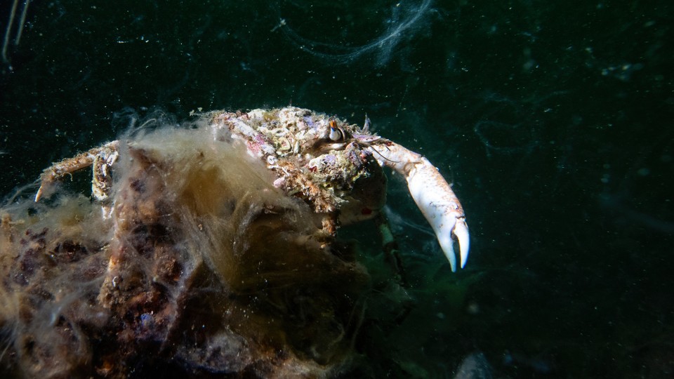 A crab entangled in sea snot