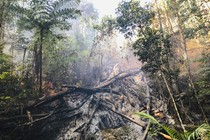 Bushfires left behind a burnt swathe of trees in Australia's Nightcap range.