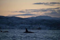 Killer-whale fins sticking out of the sea