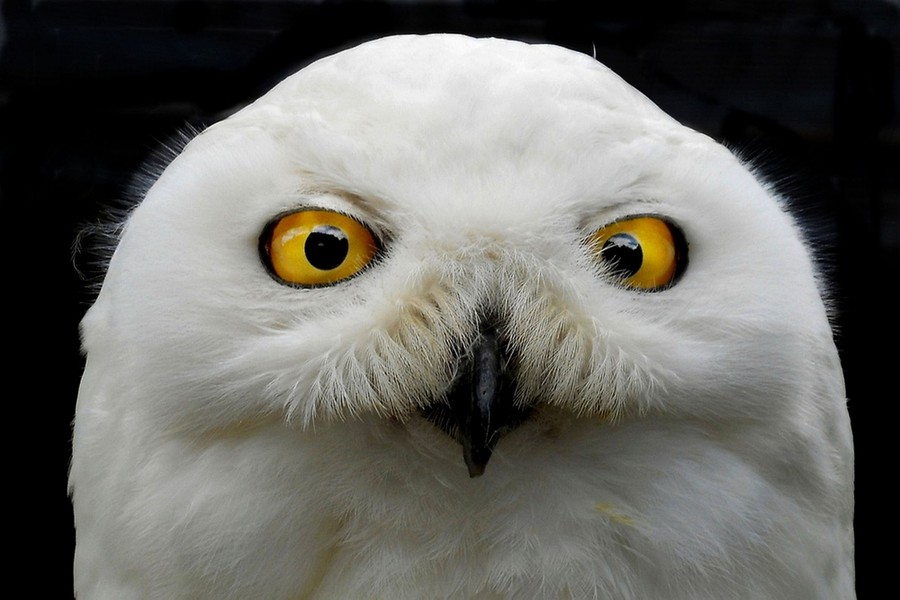 Superb Owl' takes flight: Social media filled with bird photos ahead of  56th Super Bowl in California