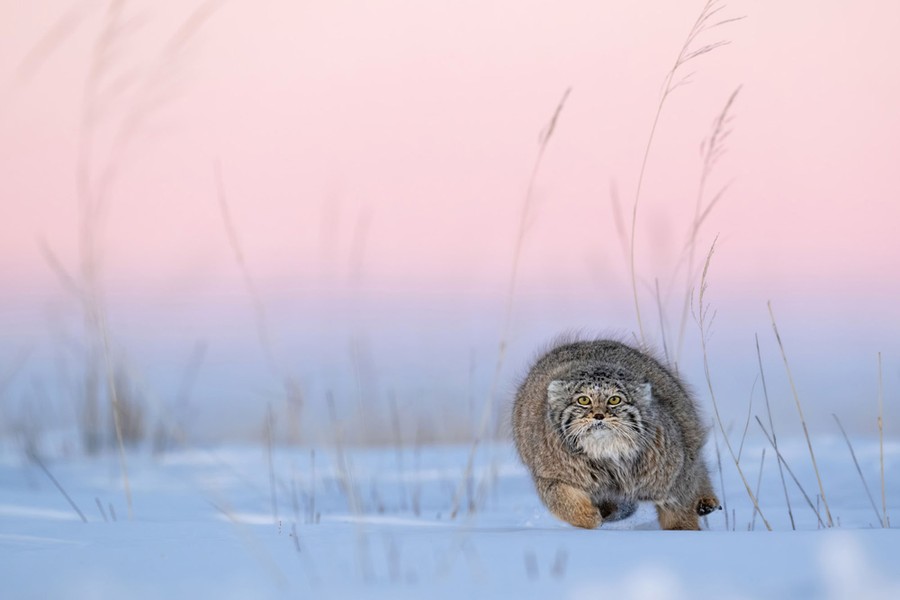 A small, round-bodied wild cat runs over snow toward the camera.