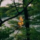 A photo of a lake taken through a window and leafy green tree branches, with flames reflected on the glass