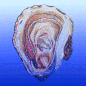 A gif of an oyster fades and disappears, against a blue background