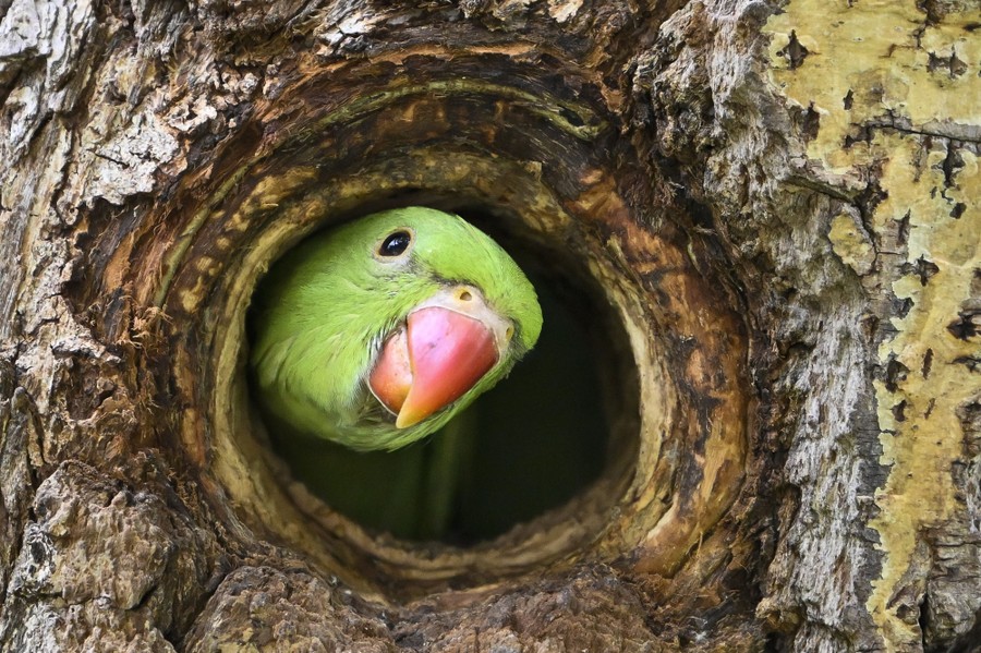 A green-feathered bird pokes its head out of a hole in a tree.