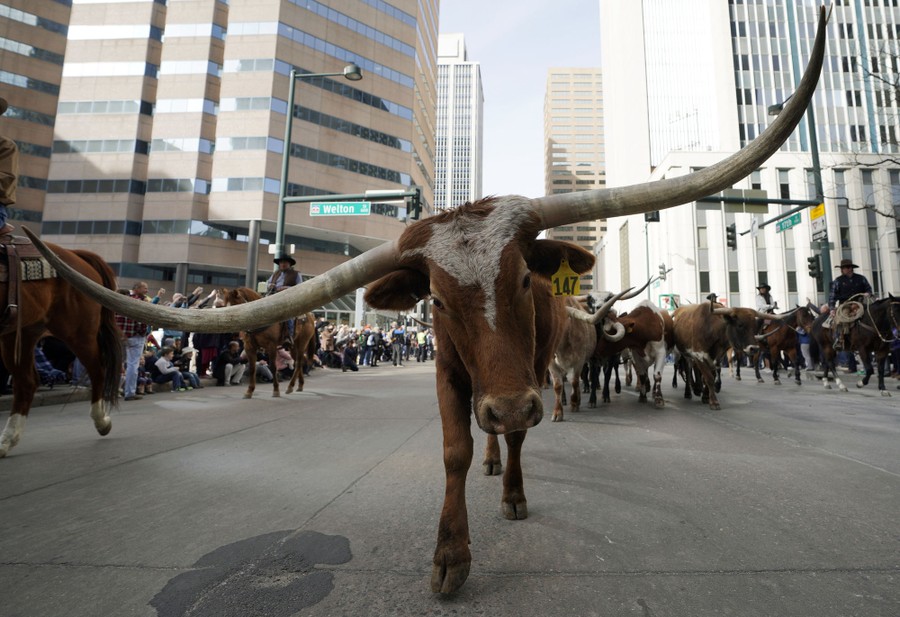 Here Are Pictures of More Cows - The Atlantic