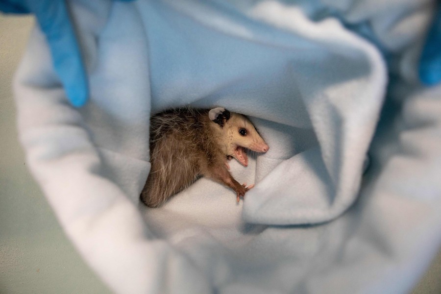 A small opossum is wrapped in cloth.