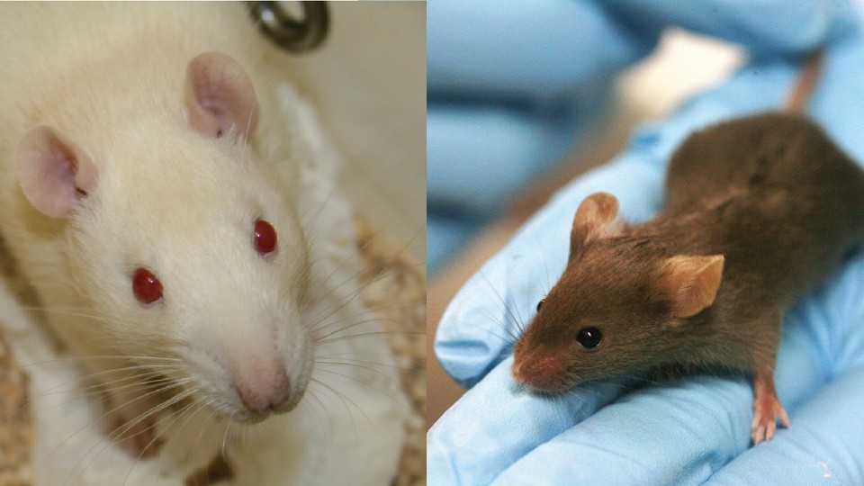 What Are The Differences Between Mice and Rats?