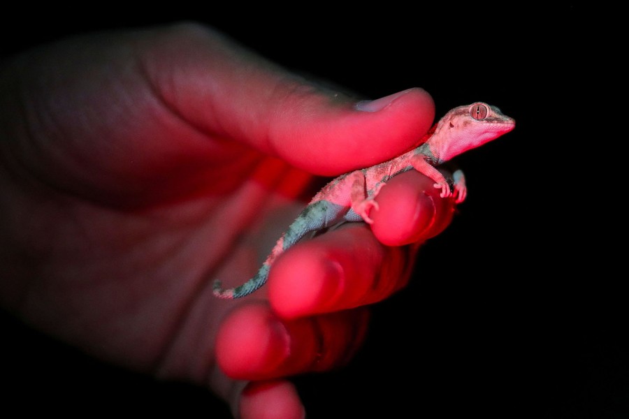 A person holds a small lizard.