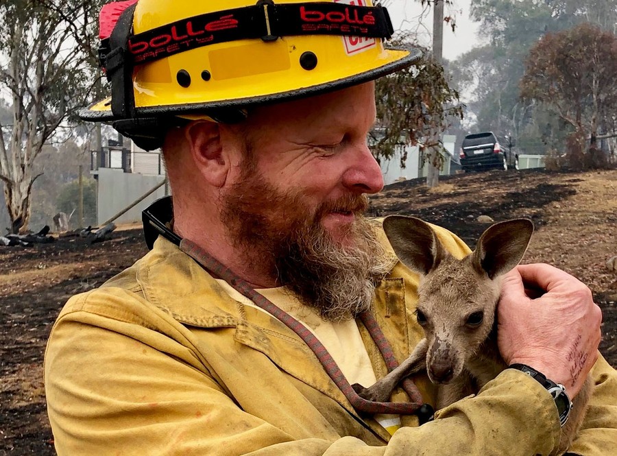 Photos Animals Rescued From Australia’s Bushfires The