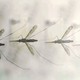 A photo of mosquitoes