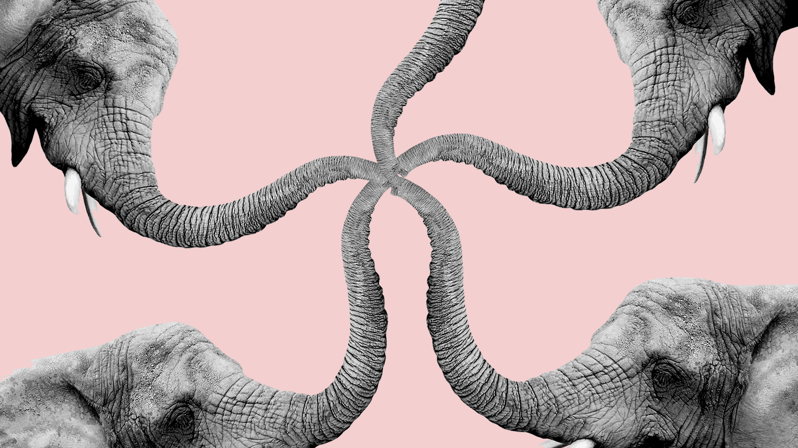 Disagreement crossword clue