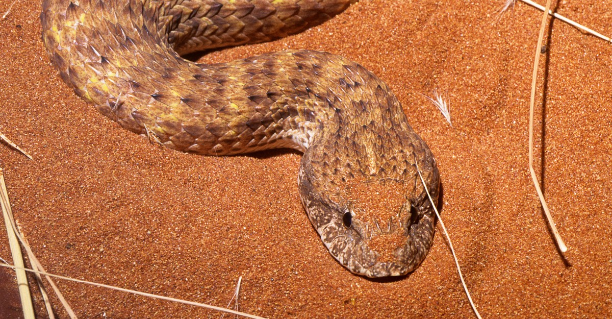 desert snake black head