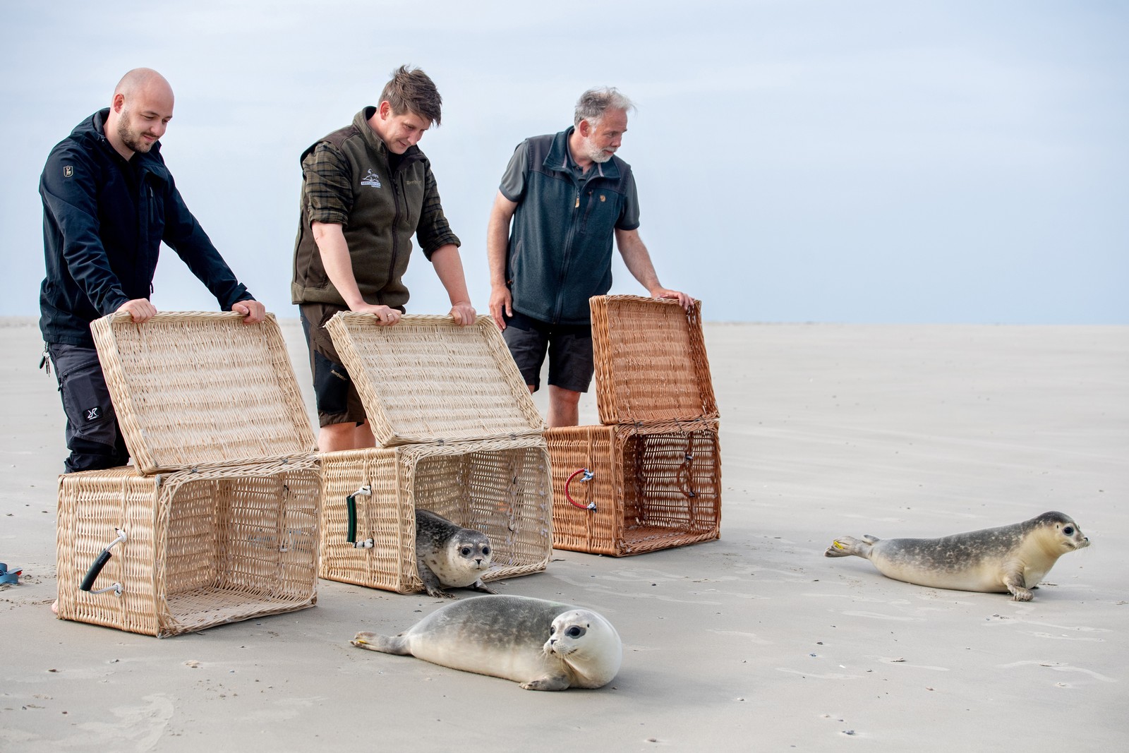 Three seals are released from three baskets on a beach, shuffling toward the water.