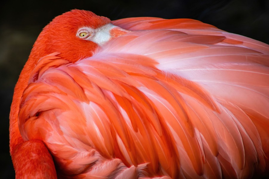 A close view of a flamingo resting its head on its back