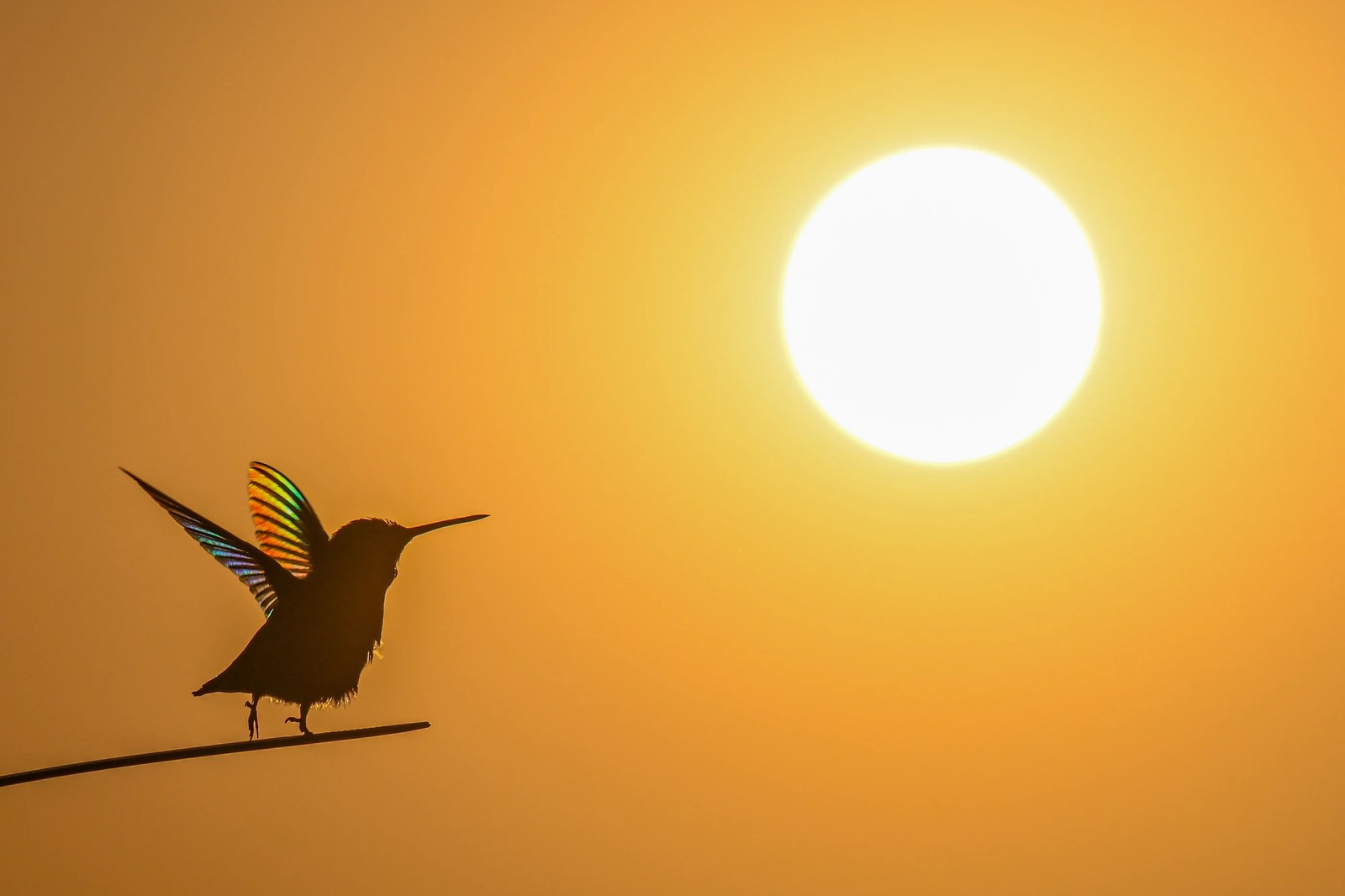 The sun looks like a pale orb hanging to the right of a perched hummingbird in a golden sky. The backlighting makes its colorful outstretched wings resemble rainbows.