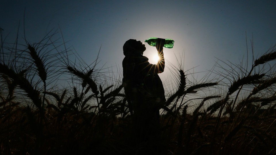 A wheat farmer in India drinks water during the April heat wave.