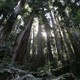 Redwood trees seen from below, with light filtering between their trunks