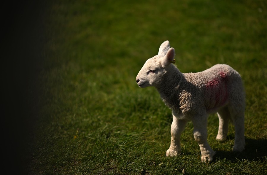 A lamb standing on grass