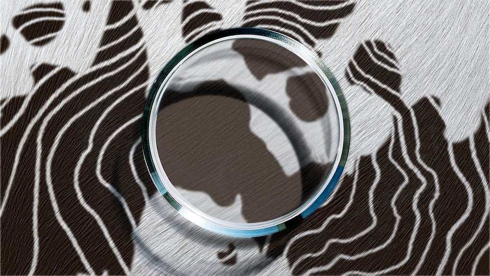 A petri dish with cow spots in the background