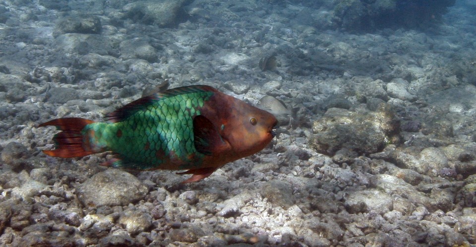 A 1775 Map Reveals The Extent Of Human Impact On Florida S Coral